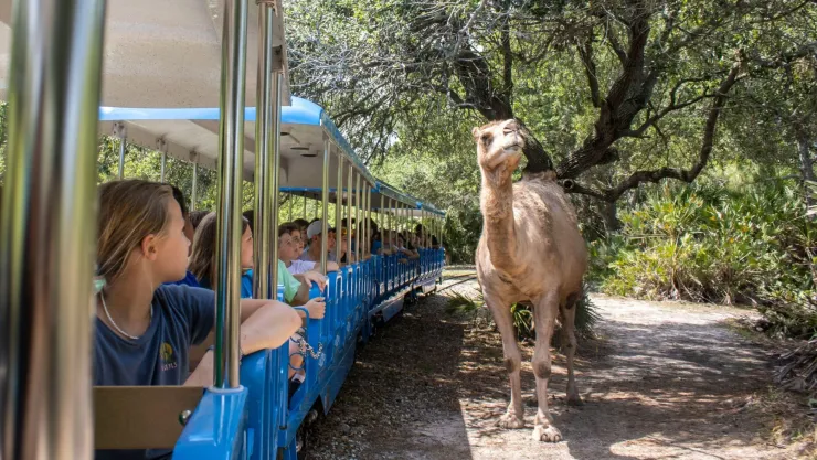 Visitantes del zoológico de Brevard observan a los animales en sus hábitats.