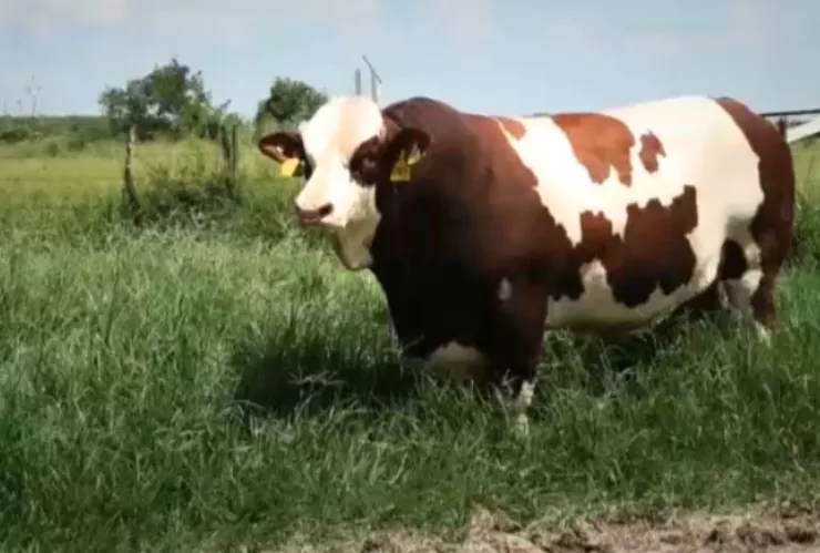 Ganaderos de Chihuahua en crisis: exportaciones a Estados Unidos frenadas por gusano barrenador