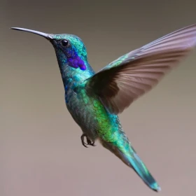 colibri.png