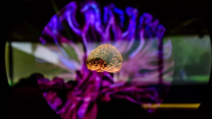 “Brain – wider than the sky” Interactive Exhibition