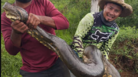 Descubren anaconda gigante de más de 10 metros en zona rural de Colombia
