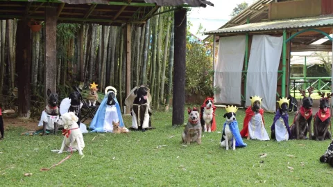 perritos pastorela
