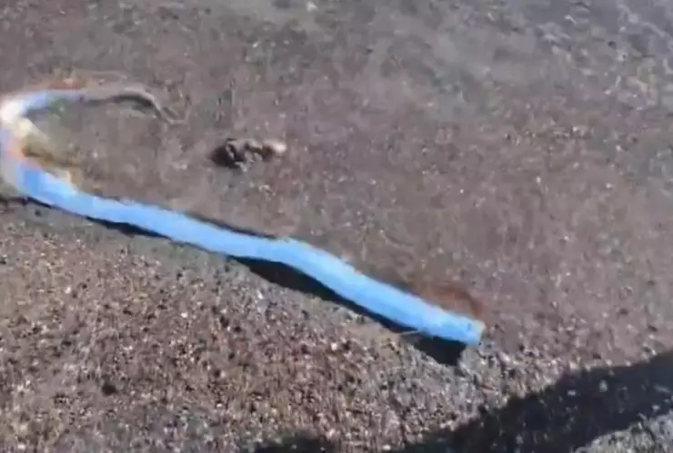 WhatsApp Image 2025-02-19 at 3.12.17 PM.jpeg