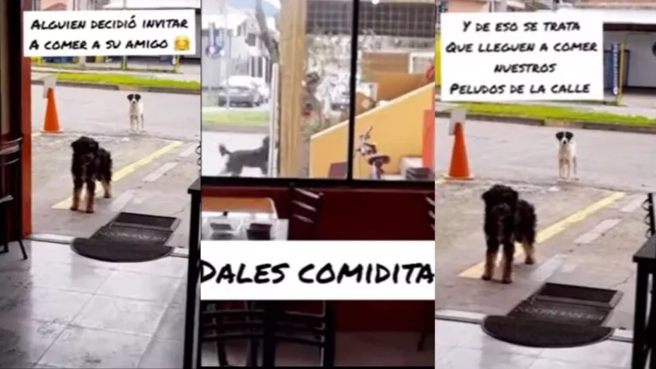 perrito callejero lleva a amigo por comida a un puesto .jpg