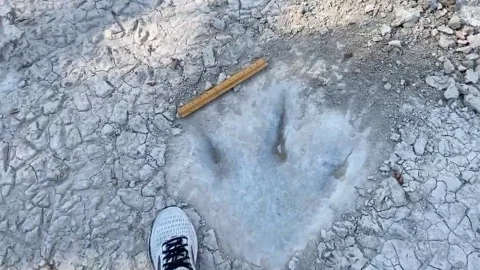 Sequía en Texas deja al descubierto huellas de dinosaurios