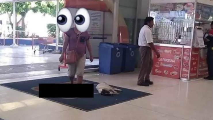 Perrito entra a supermercado a refrescarse, en Yucatán (FOTO)