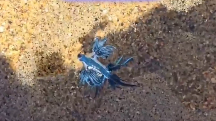 Alertan por la presencia de “dragón azul” en playas de México.