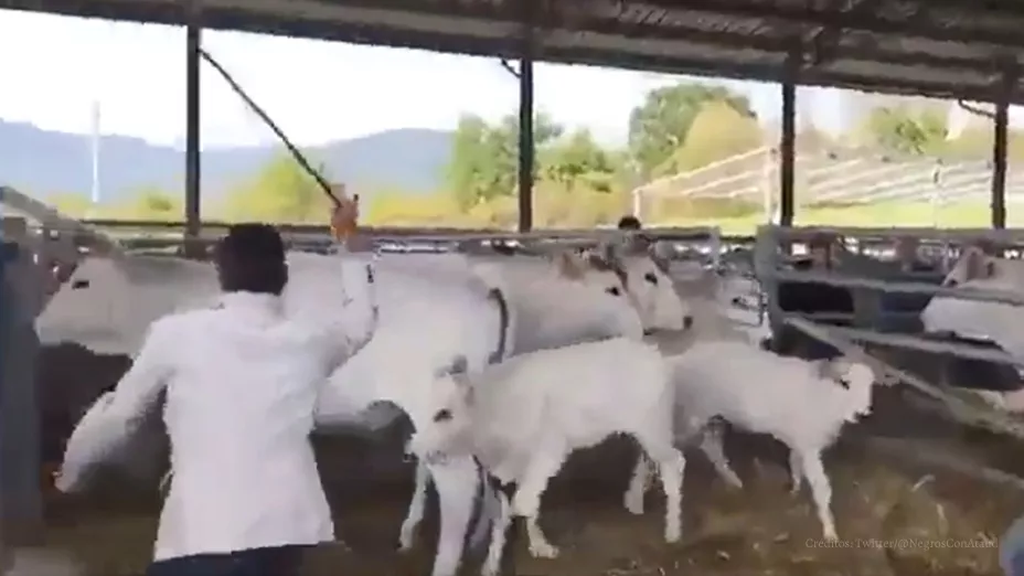 video viral vaca lanzó patada voladora a hombre