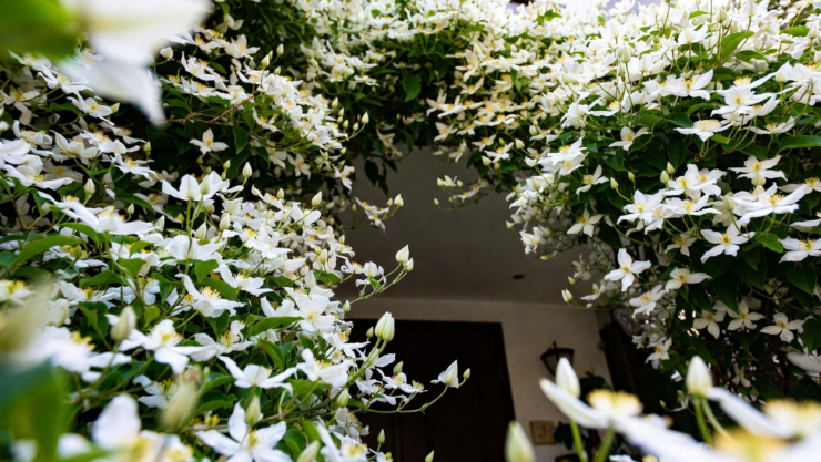 plantas trepadoras