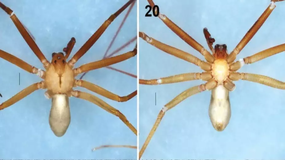 Araña-violinista-chilanga-a-la-vista-Conoce-a-Loxosceles-tenochtitlan