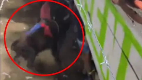 Hombre descuartizado por toro