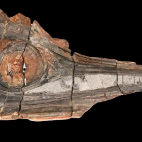 Cráneo de ictiosaurio