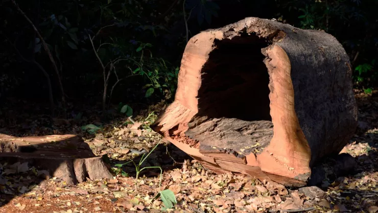 Fosas clandestinas en Chiapas 2024