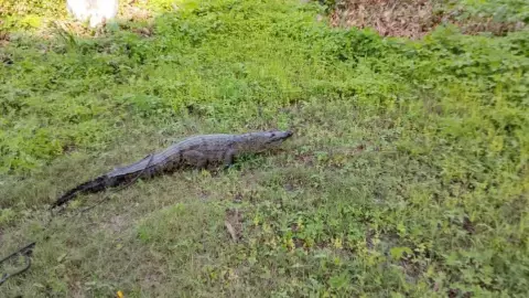 Capturan cocodrilo que atacaba gallina en la colonia Buena Vista en Emiliano Zapata, Tabasco