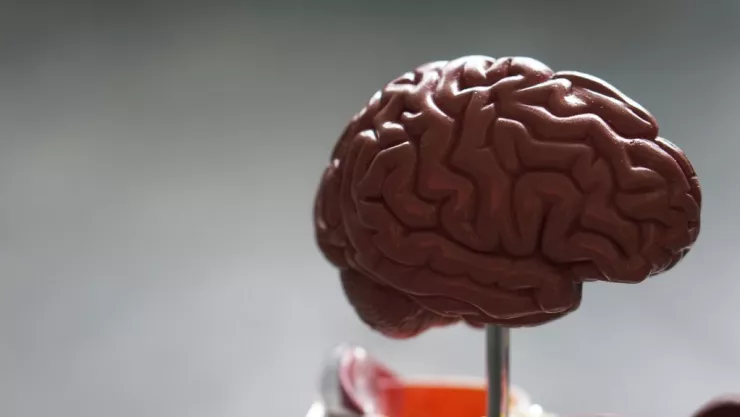 Cambios del cerebro después de los 40 años