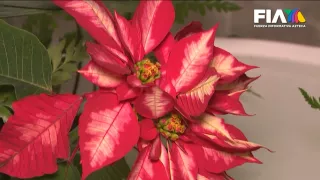 El oscuro y fascinante secreto de la Nochebuena en San Ángel