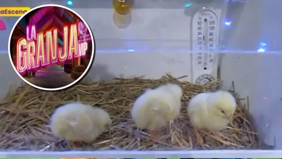 POLLITOS DE VLA.jpg