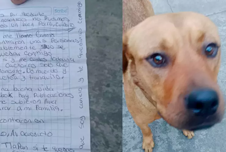 Canelo perrito abandonado