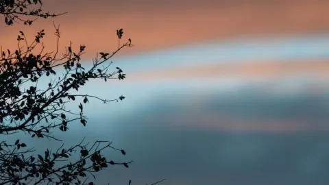 Un árbol de un bosque de Salado, en Texas.