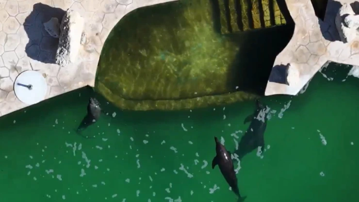 Delfín Mincho delfinario clausurado en Cancún, Quintana Roo