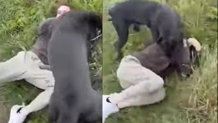Padre recibe a presunto pedófilo con ataque de perros