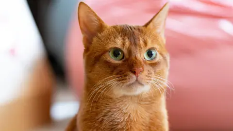 ¿Por qué los gatos aman las cajas de cartón? La razón detrás de esta fascinación de tus mascotas