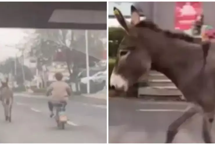 burro-restaurante-china