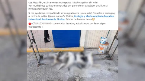 Denuncian gatos envenenados en la UAS en Mazatlán