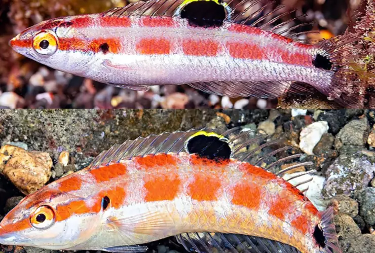 Nueva especie de pez