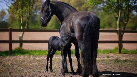 yegua embarazada cria .jpg