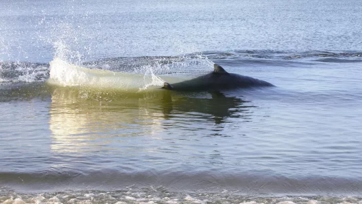 Cuerpo de turista encontrado en mar