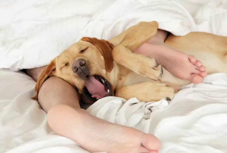 Por qué y para qué bostezan los perros