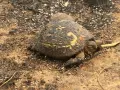 HAYTAP recoge a animales heridos por los incendios en Turquía
