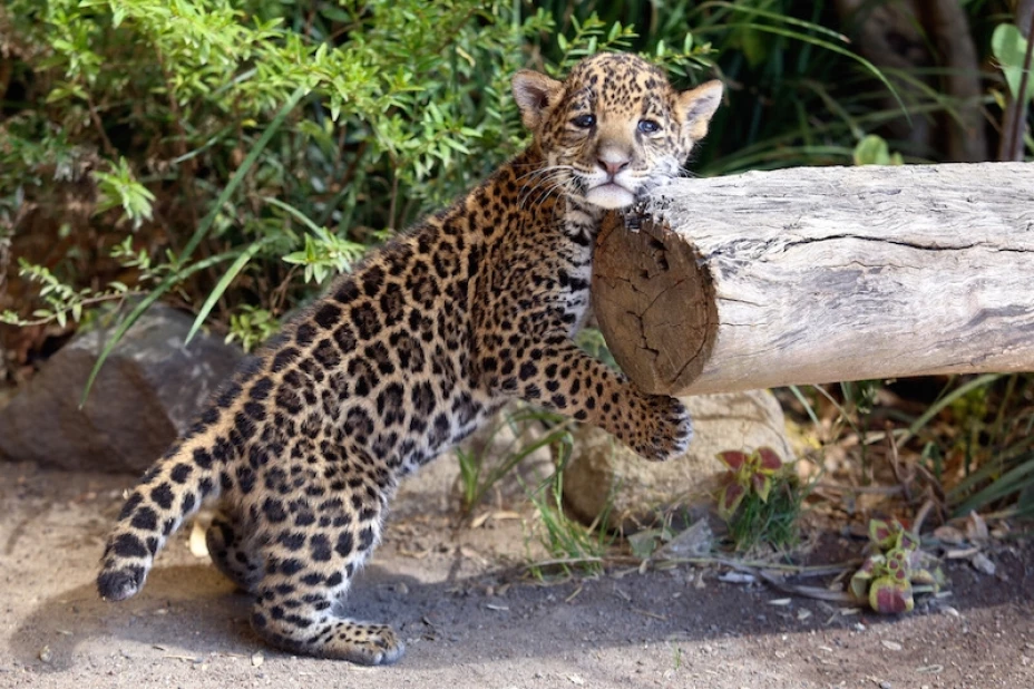 leopardito