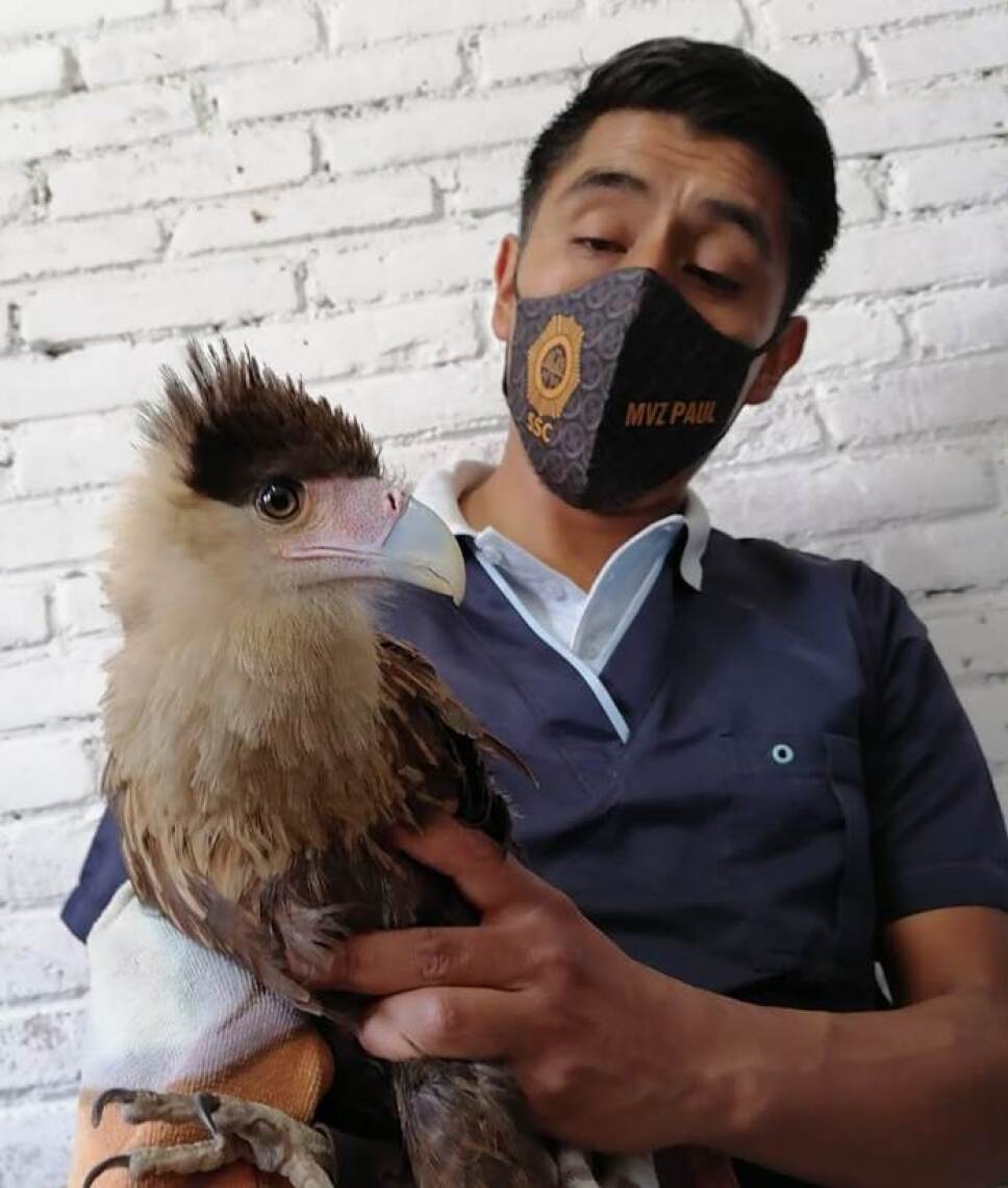 Ave rescatada en Iztapalapa