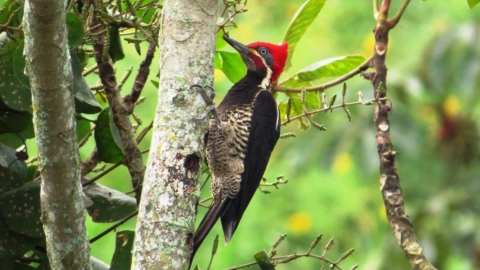 pajaro-carpintero-estados-unidos-extincion