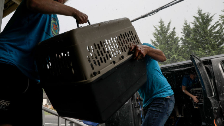 Rescatan a iguana de más de 1 metro en Miguel Hidalgo, CDMX