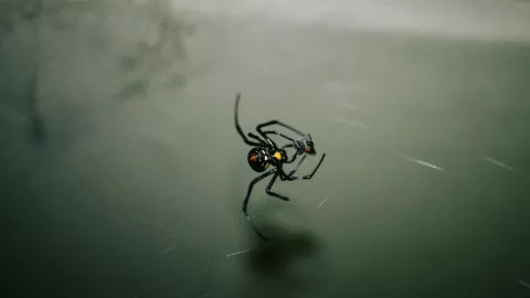 Temporada de la Viuda Negra 2025 Fecha de inicio y características para identificarla