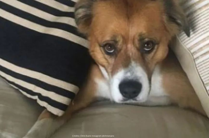 Famosos con un Hachiko en su vida (25).jpg