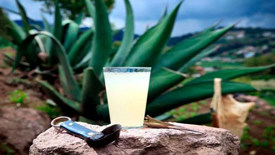 Derivados agave - pulque