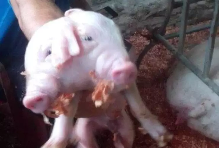 En este estado de México nació un cerdito de dos cabezas