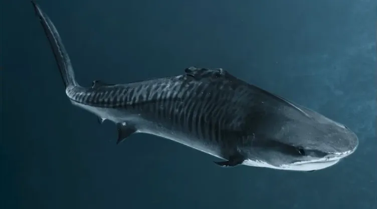 Tiburón tigre Fin: le mutilaron las aletas para venderlas y sobrevivió en Maldivas