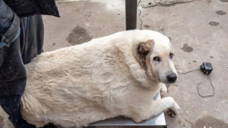 Krugets, es el perro callejero que pesa 100 kilos