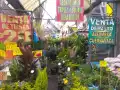 En estos mercados de flores puedes comprar nochebuenas en la CDMX