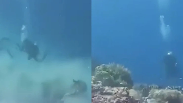 Impactante VIDEO muestra cómo se vivió el sismo bajo el mar: Buzos grabaron terremoto de magnitud 7.8 bajo el agua