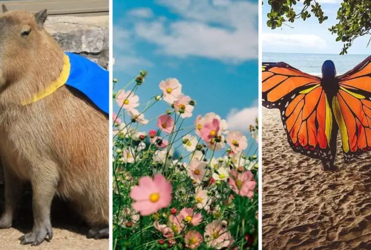 festival de la primavera