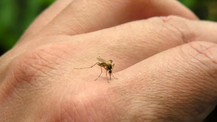 Aumenta casos de dengue en Quintana Roo, acumula más que cualquier otro estado