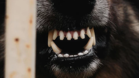 Personas usan perros para armar montapeleas en CDMX.