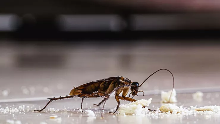 Bacterias que pueden portar las cucarachas