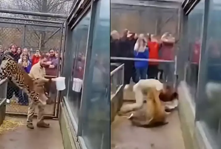 VIDEO | Entrenador queda al borde de la muerte tras ser atacado por un leopardo en un zoológico, un gorila lo rescató